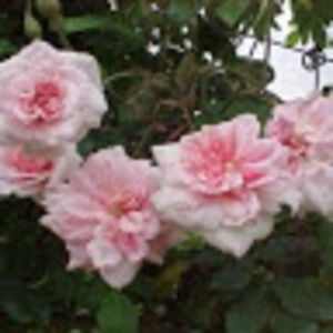 Meet your Posher, Adrienne